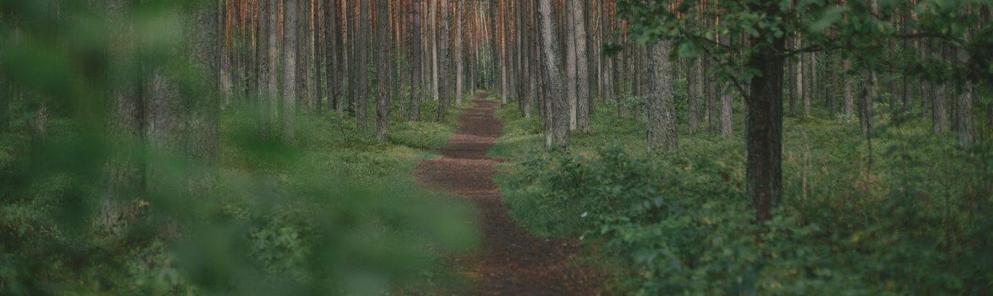 Walking Path Through The Woods